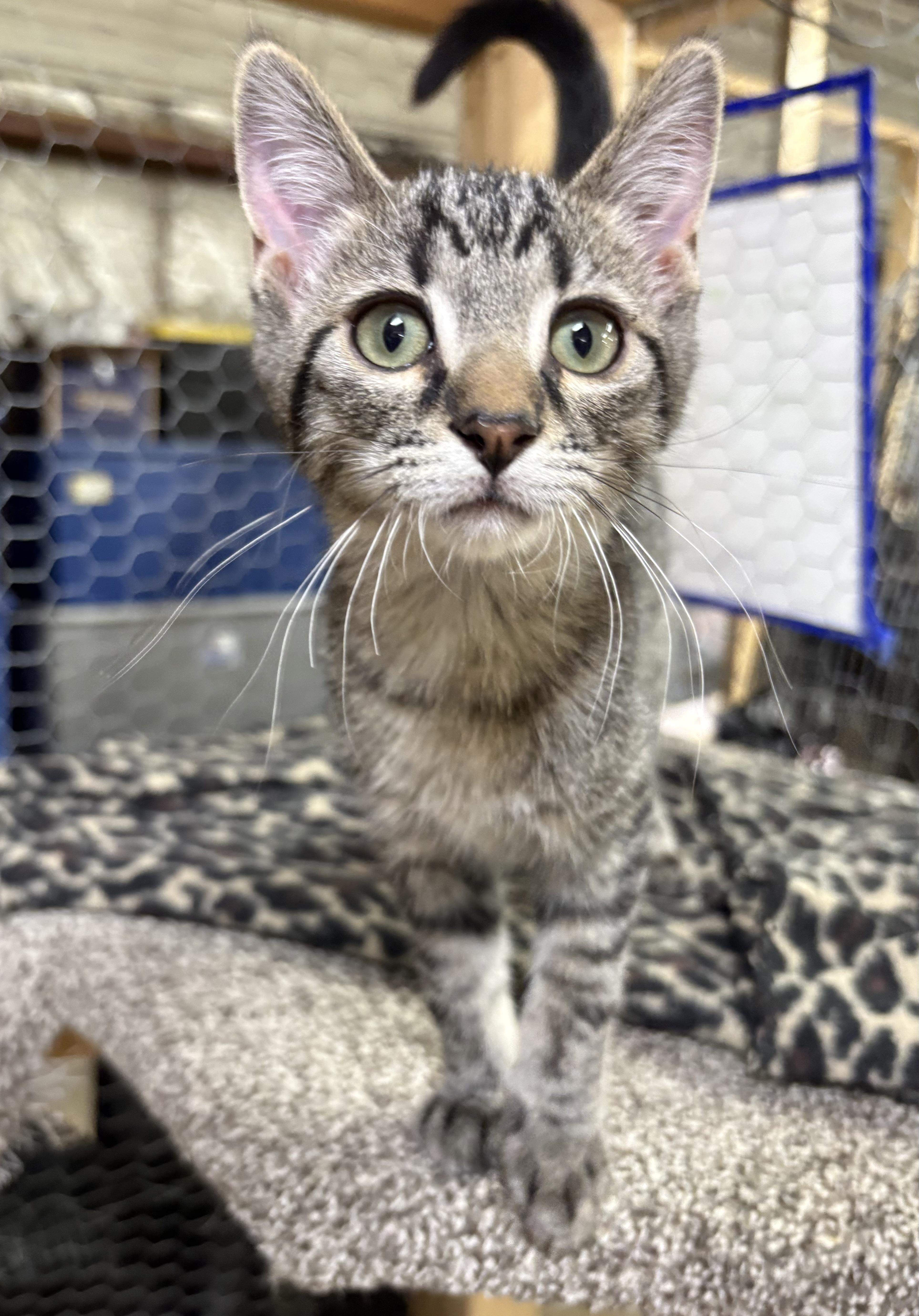 Enlarge Giovonni, a ADOPTABLE Domestic Short Hair in Faribault, MN image 1/1
