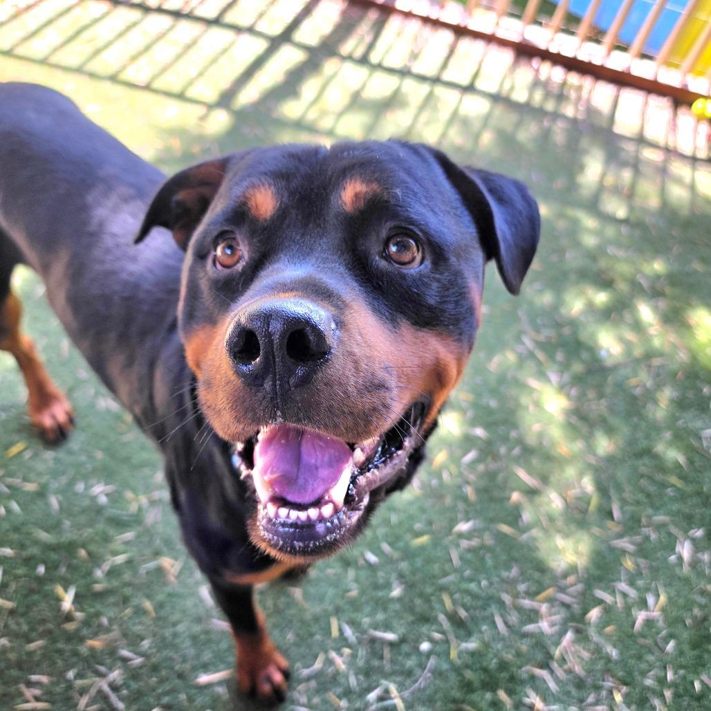 Dodger (C000-079) - Chino Hills Location, Adoptable, Adult Male Rottweiler.