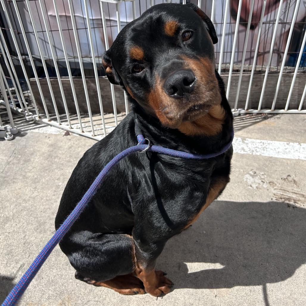 Enlarge Dodger (C000-079) - Chino Hills Location, a Adoptable Rottweiler in Chino Hills, CA image 2/6
