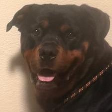 Enlarge Dodger (C000-079) - Chino Hills Location, a Adoptable Rottweiler in Chino Hills, CA image 3/6