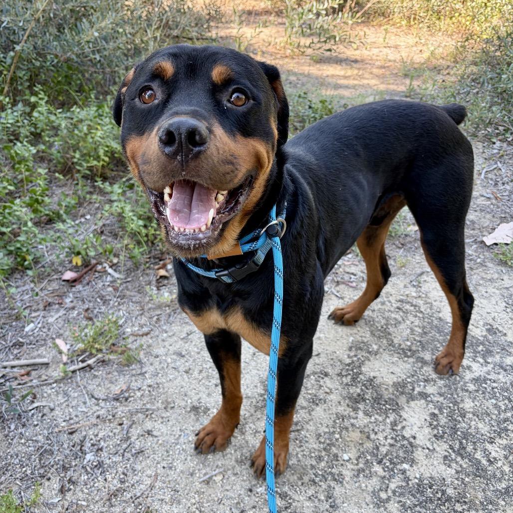 Enlarge Dodger (C000-079) - Chino Hills Location, a Adoptable Rottweiler in Chino Hills, CA image 4/6