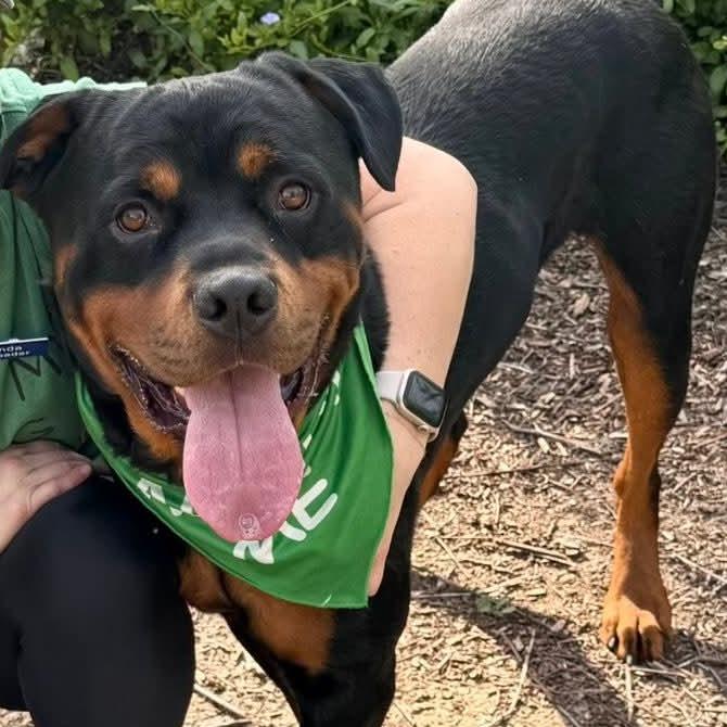 Enlarge Dodger (C000-079) - Chino Hills Location, a Adoptable Rottweiler in Chino Hills, CA image 5/6
