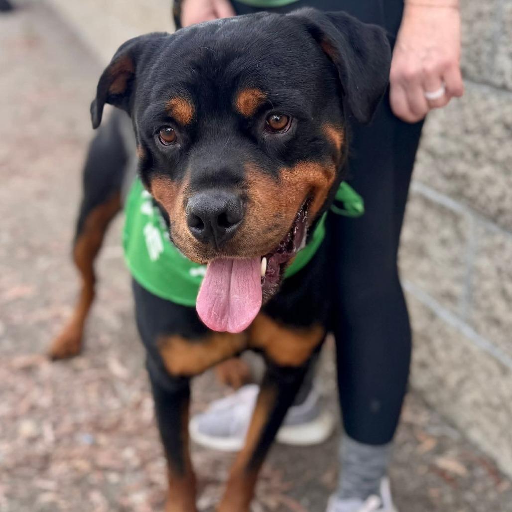 Enlarge Dodger (C000-079) - Chino Hills Location, a Adoptable Rottweiler in Chino Hills, CA image 6/6