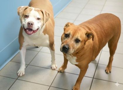 Brandy~ Sweet & Housebroken!, Adoptable, Adult Female Labrador Retriever & Pit Bull Terrier.