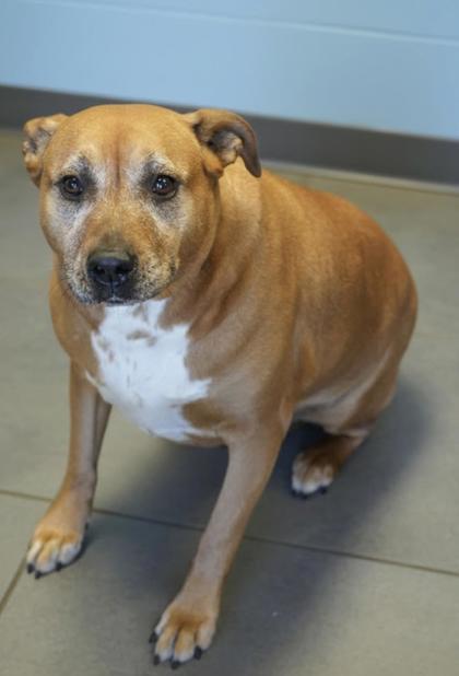 Enlarge Brandy~ Sweet & Housebroken!, a Adoptable mixed breed in Bowling Green, KY image 2/2