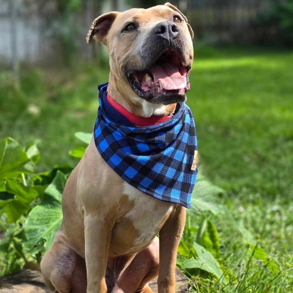 Mateo, Adoptable, Adult Male Pit Bull Terrier.