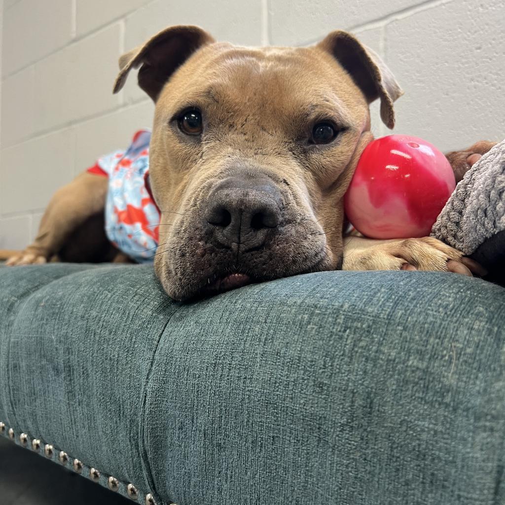 Mateo, a Adoptable Pit Bull Terrier in Bellevue, WA image 3/6