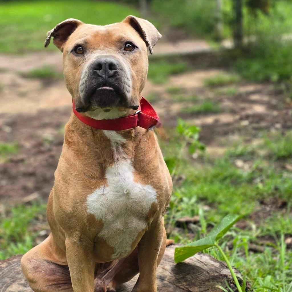 Mateo, a Adoptable Pit Bull Terrier in Bellevue, WA image 4/6