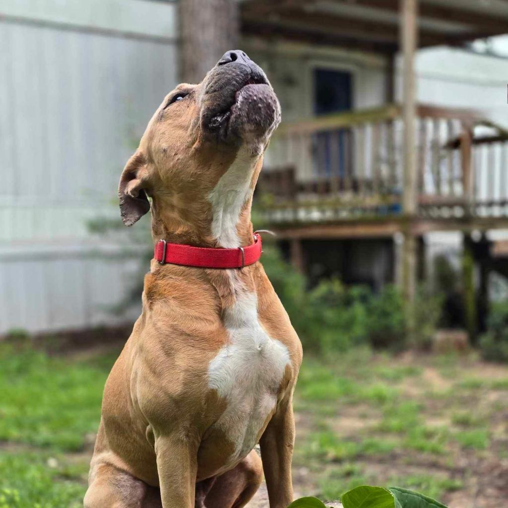 Mateo, a Adoptable Pit Bull Terrier in Bellevue, WA image 5/6