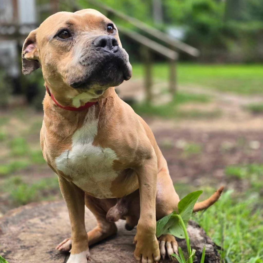 Mateo, a Adoptable Pit Bull Terrier in Bellevue, WA image 6/6