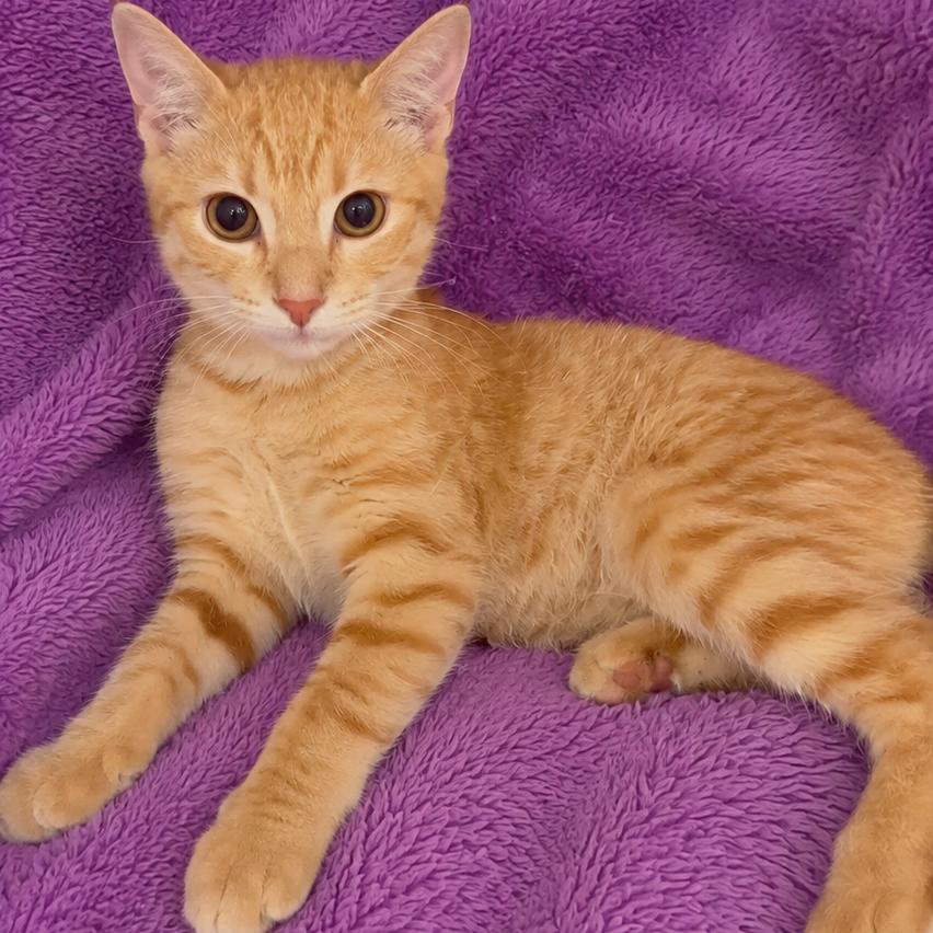 Grady, Adoptable, Young Male Domestic Short Hair.