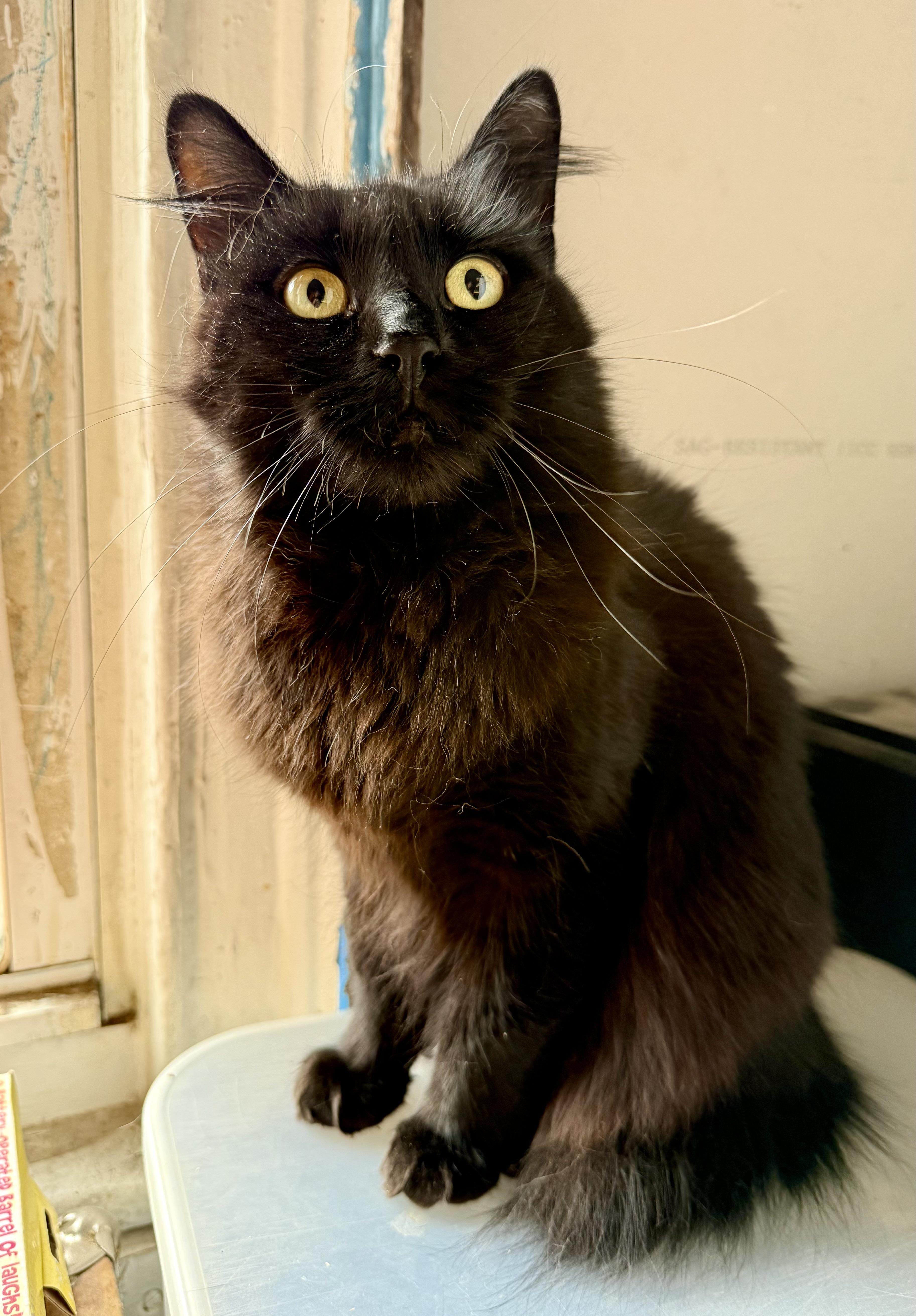 Gracie, Adopted, Young Female Domestic Medium Hair.