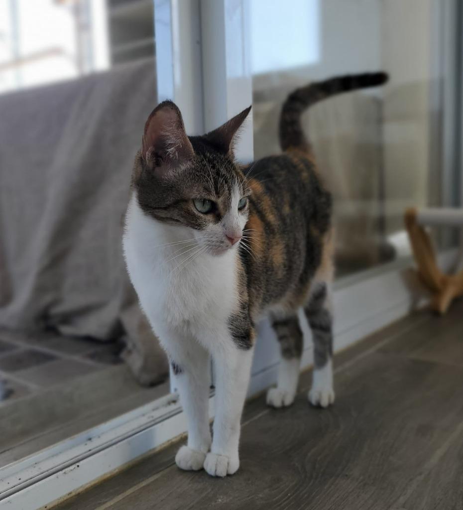 Ori, a Adoptable Calico in Portland, OR image 4/6