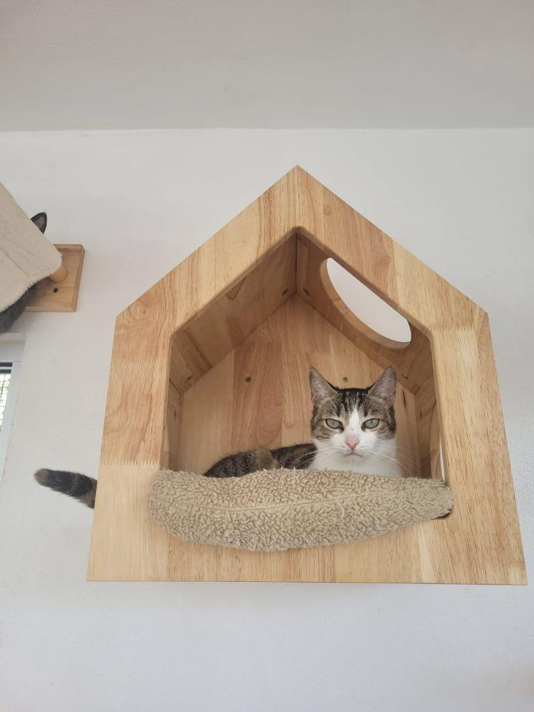 Ori, a Adoptable Calico in Portland, OR image 5/6