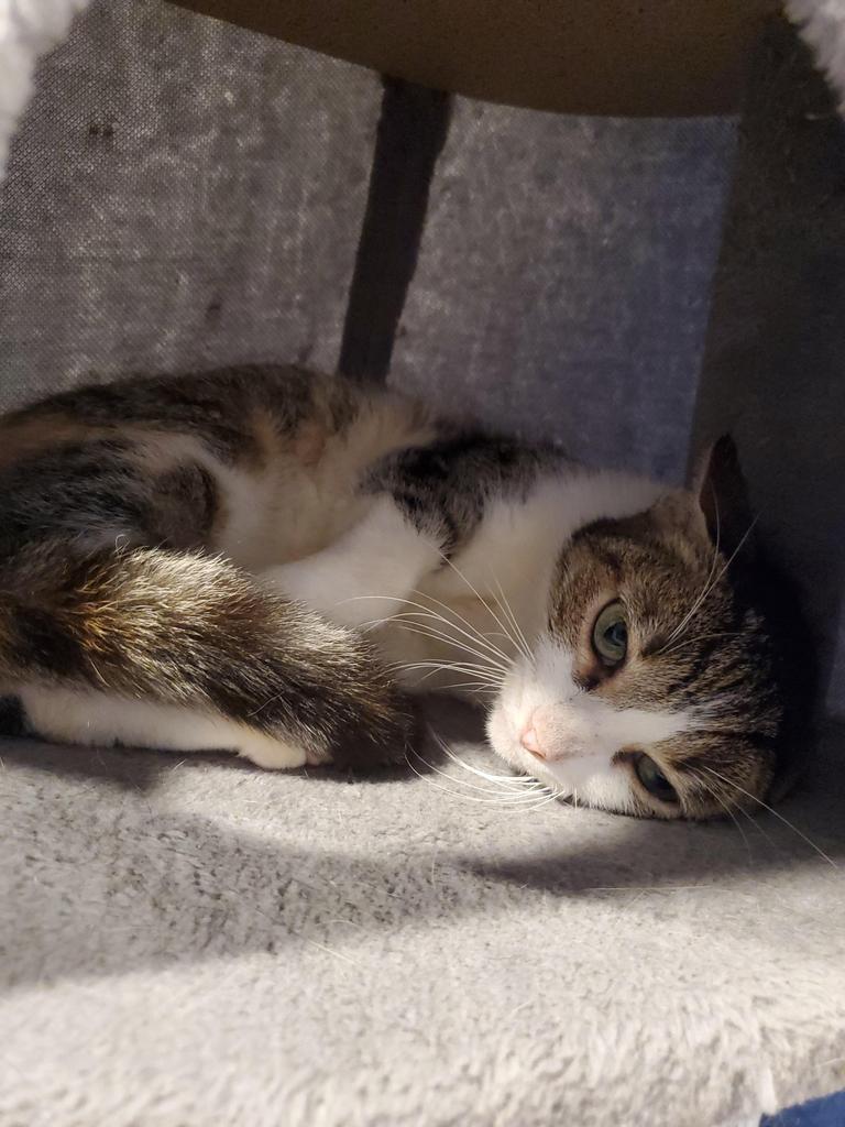 Ori, a Adoptable Calico in Portland, OR image 6/6