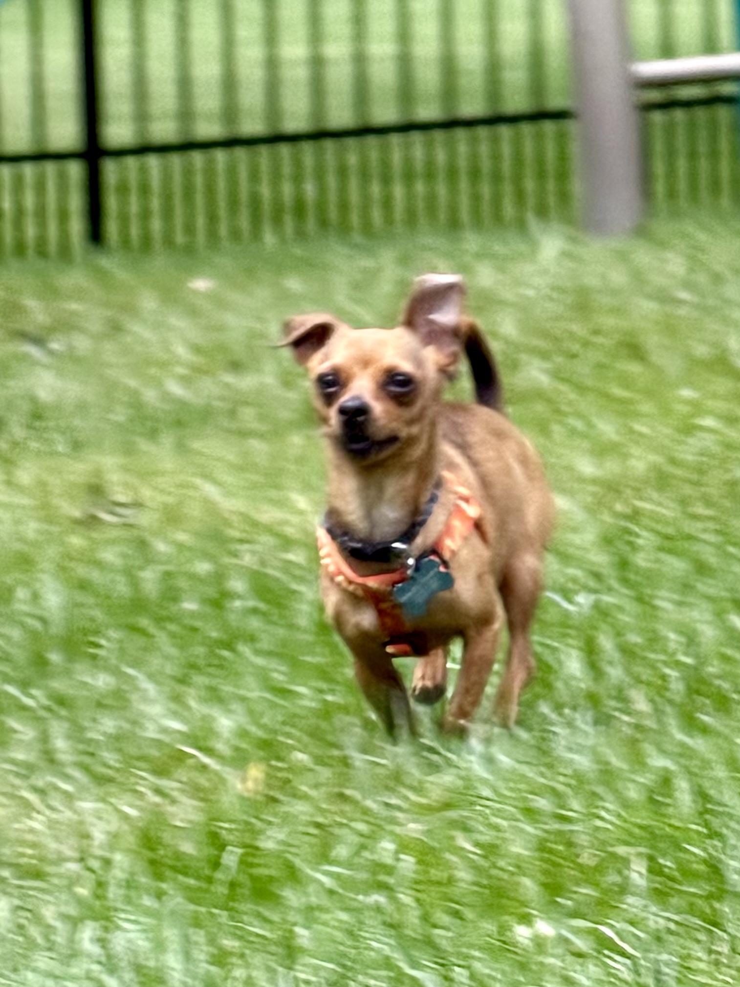 Enlarge Peter Barker, a Adoptable Chihuahua in Grosse Pointe Park, MI image 4/6
