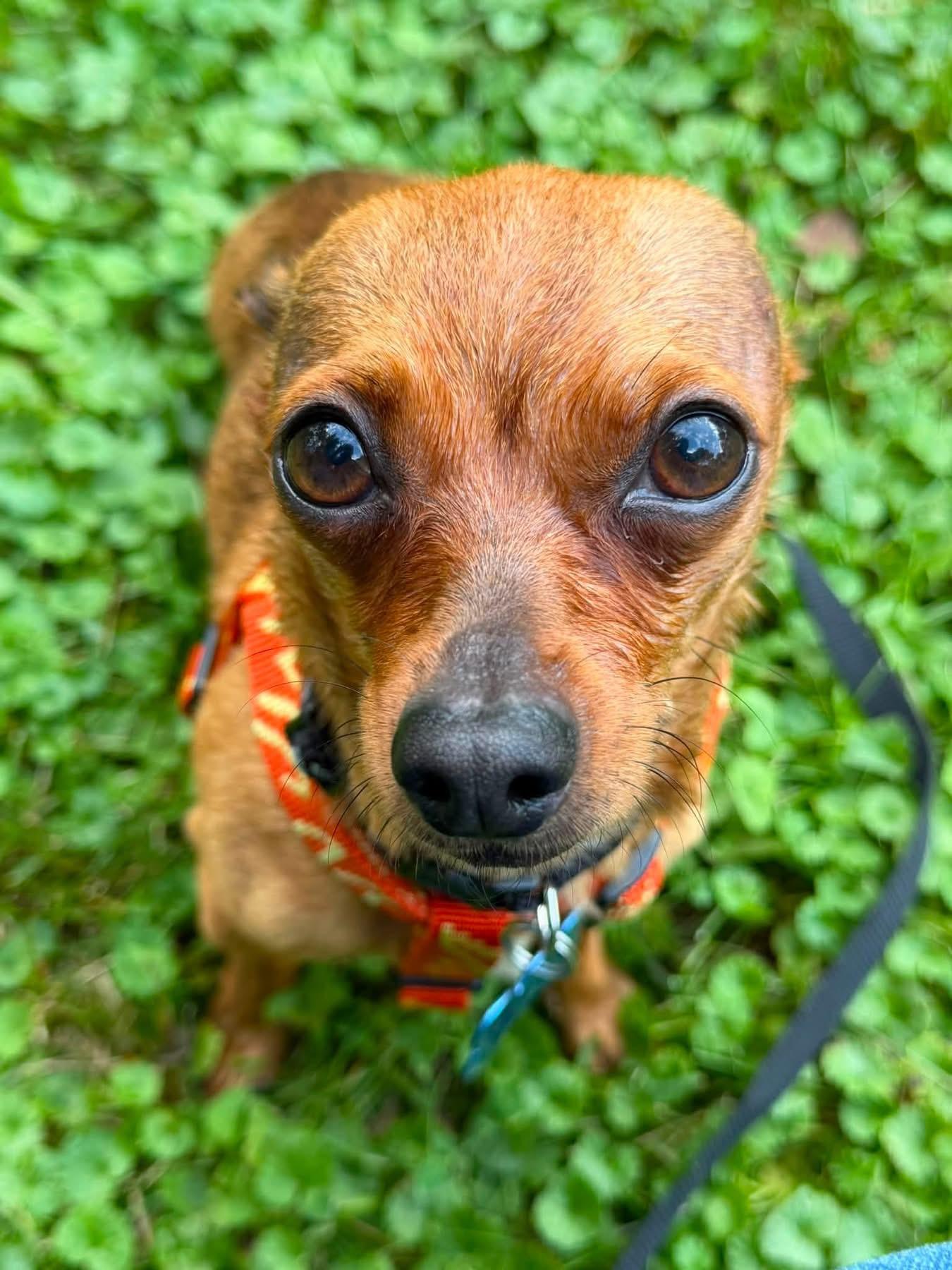 Peter Barker, Adoptable, Young Male Chihuahua.