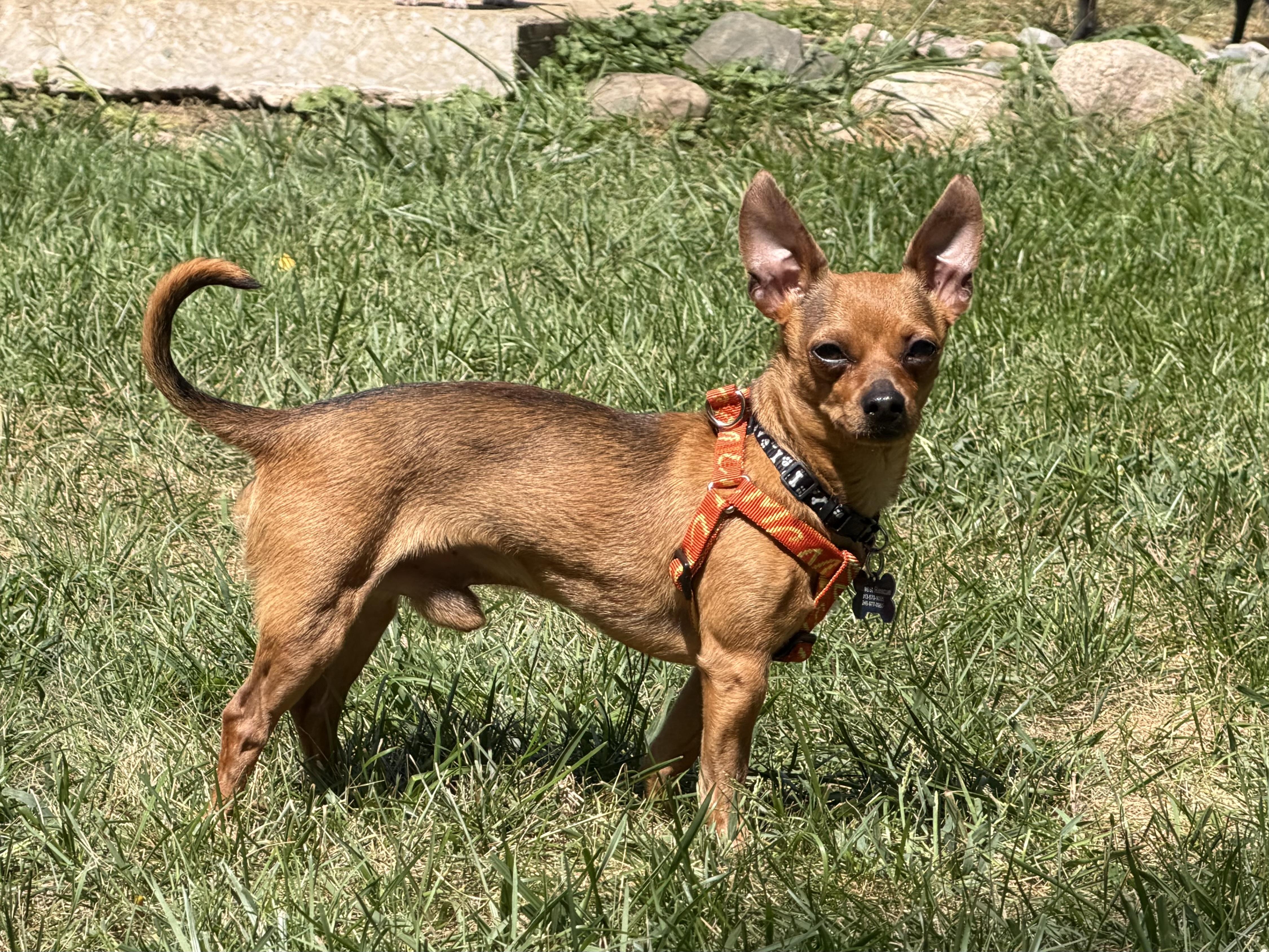 Enlarge Peter Barker, a Adoptable Chihuahua in Grosse Pointe Park, MI image 5/6