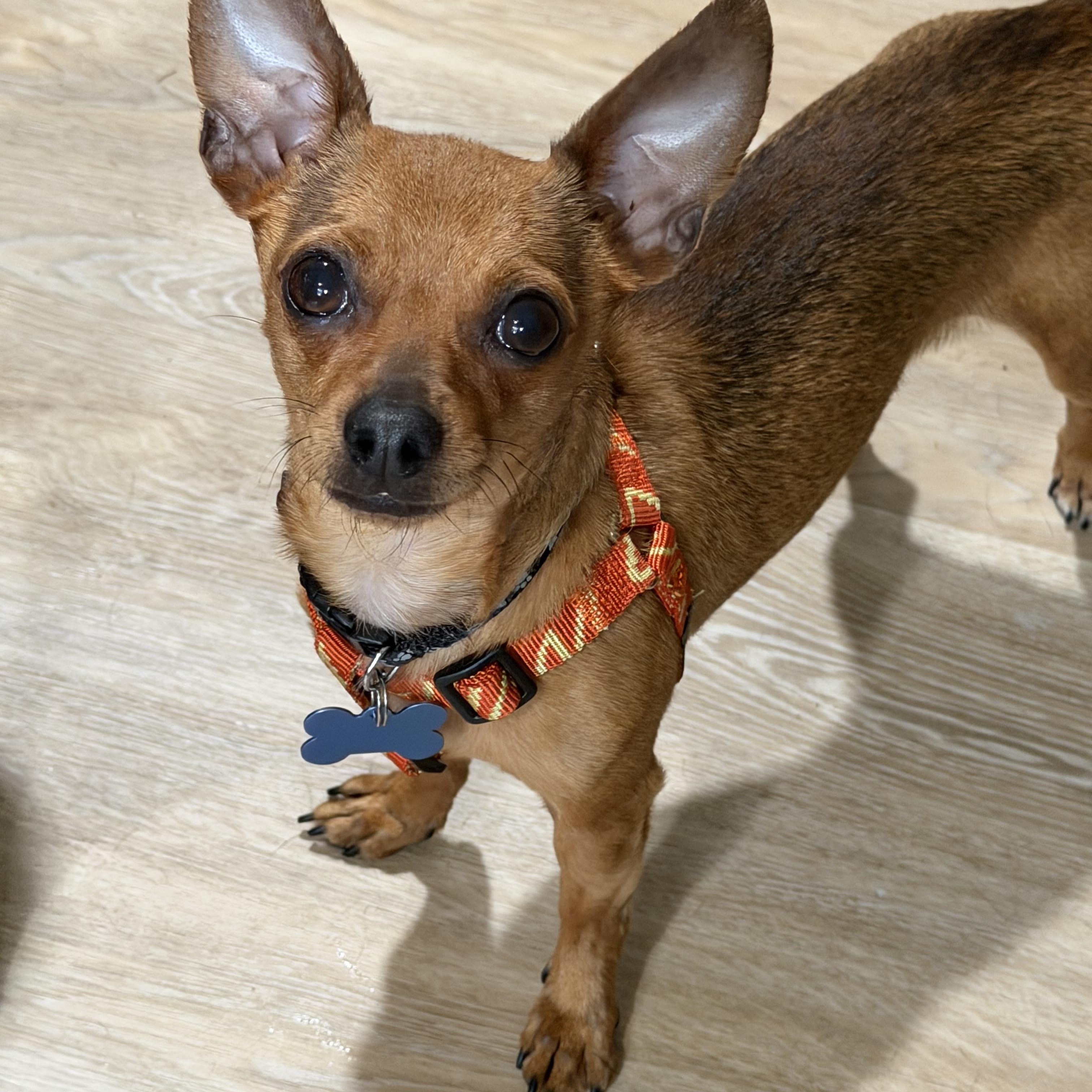 Enlarge Peter Barker, a Adoptable Chihuahua in Grosse Pointe Park, MI image 3/6