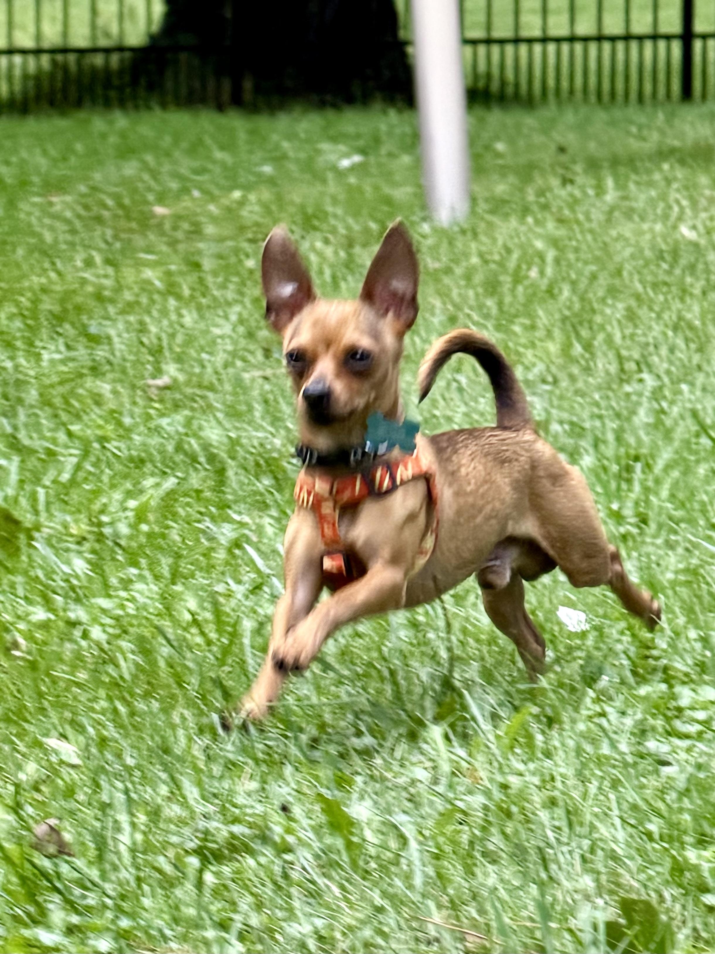 Enlarge Peter Barker, a Adoptable Chihuahua in Grosse Pointe Park, MI image 2/6