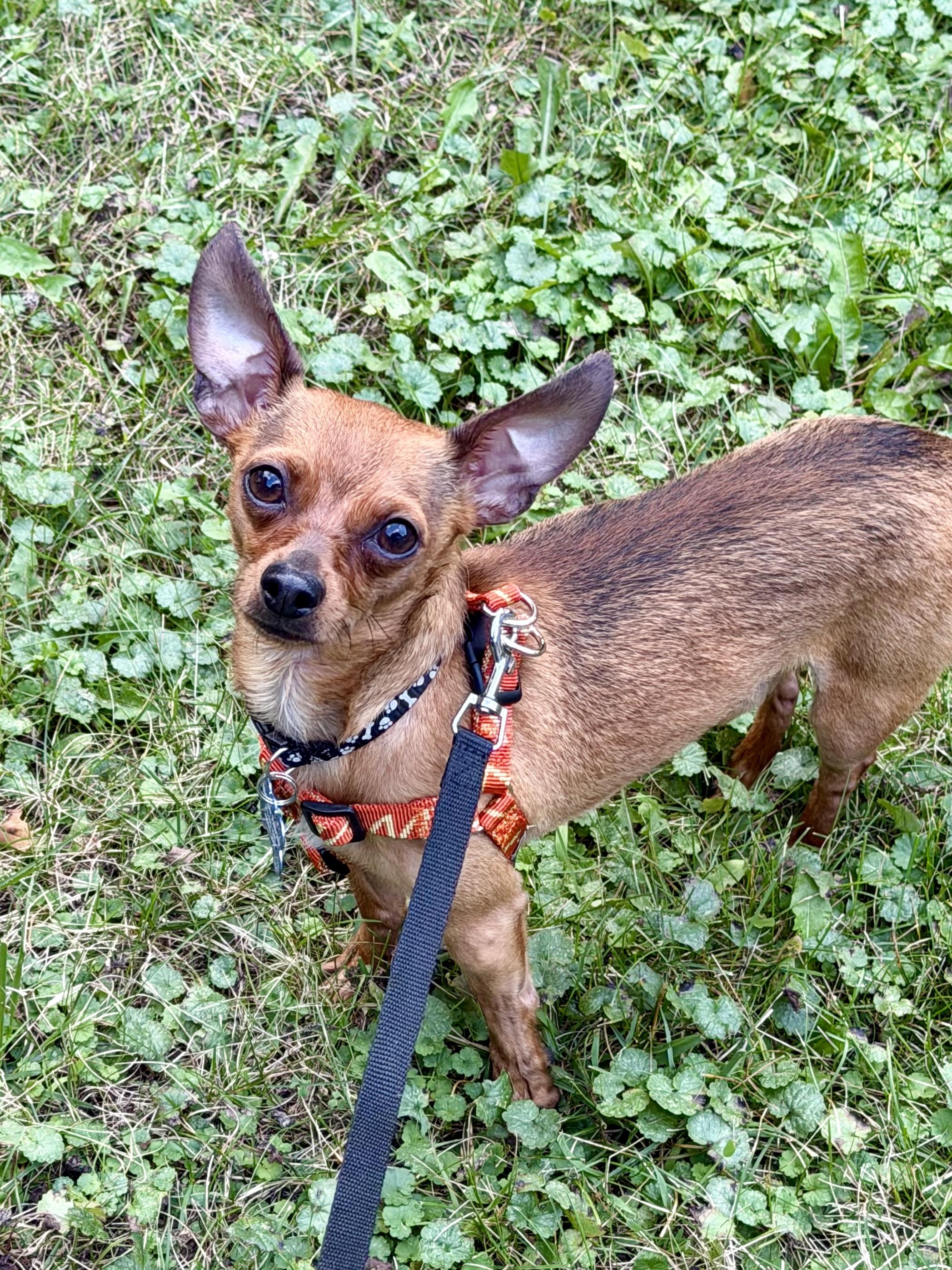 Enlarge Peter Barker, a Adoptable Chihuahua in Grosse Pointe Park, MI image 6/6