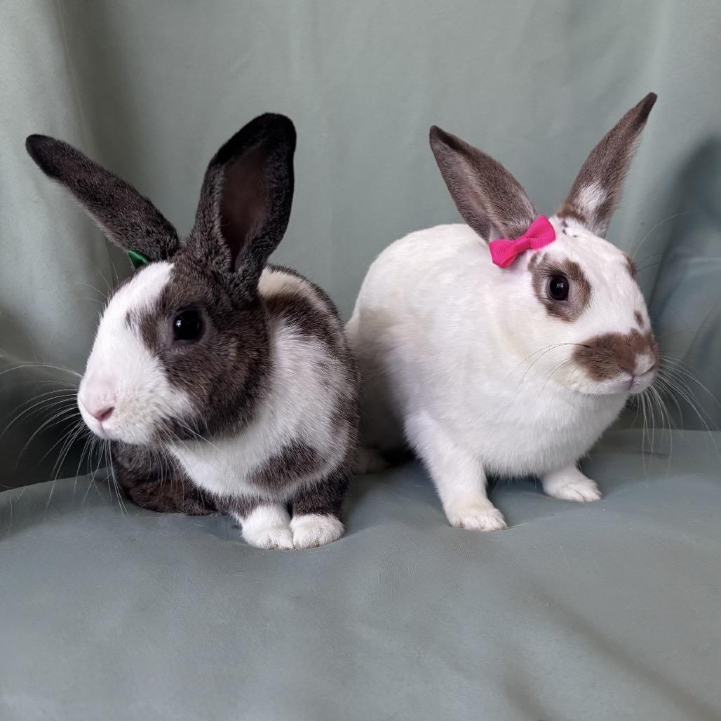 Beezus (bonded to Henry Huggins) photo