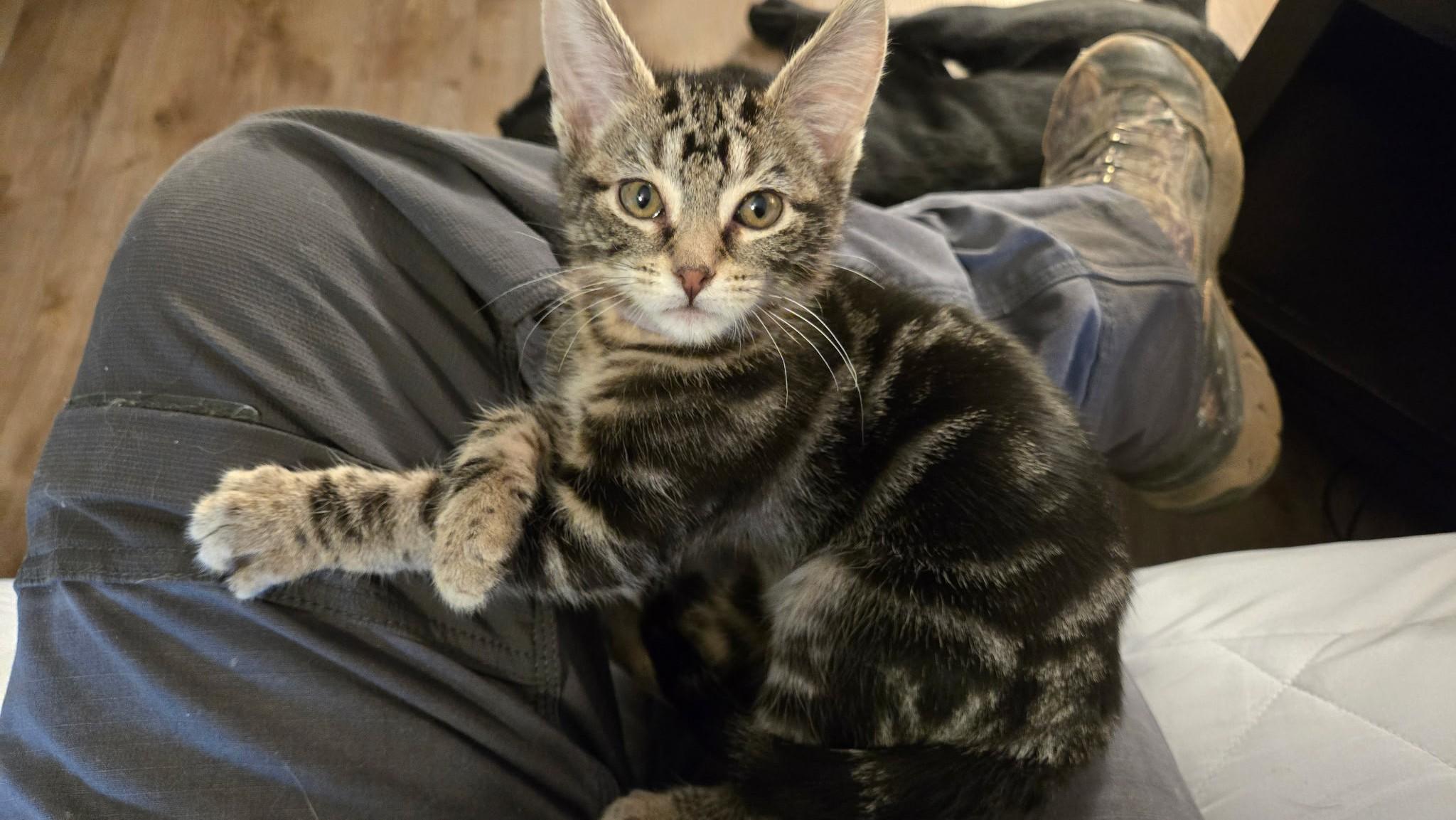 Archie, Adoptable, Kitten Male Domestic Short Hair.