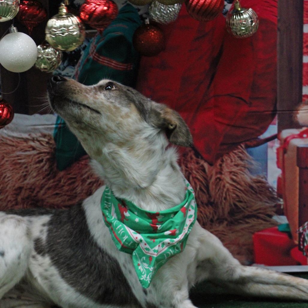 Enlarge Breckin, an adoption pending mixed breed in Graham, TX image 3/4