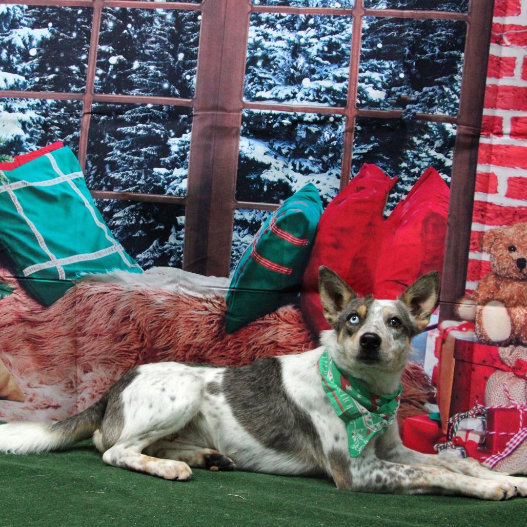 Enlarge Breckin, an adoption pending mixed breed in Graham, TX image 2/4