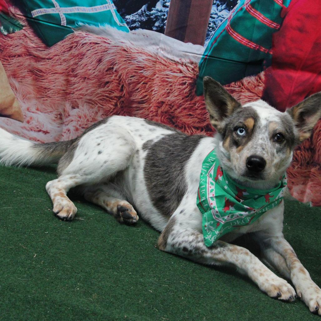 Breckin, Adoptable, Adult Male Border Collie & Australian Cattle Dog / Blue Heeler.