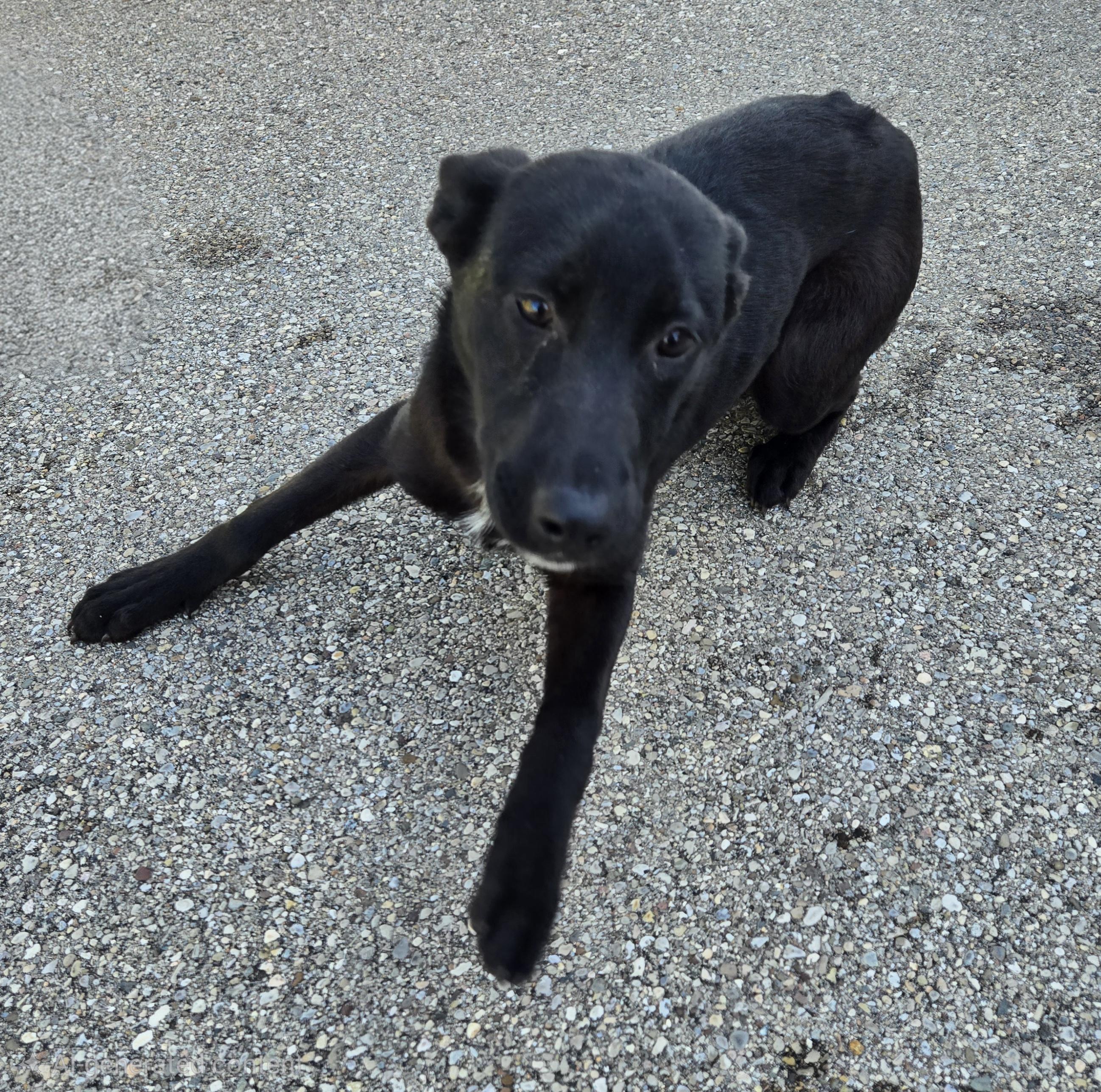 Enlarge Tilly, an adopted German Shepherd Dog in Xenia , OH image 4/6