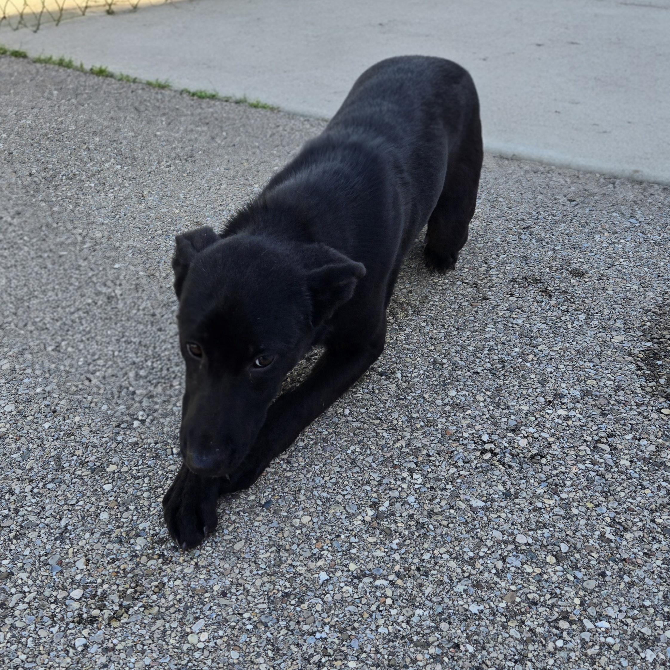 Enlarge Tilly, an adopted German Shepherd Dog in Xenia , OH image 5/6