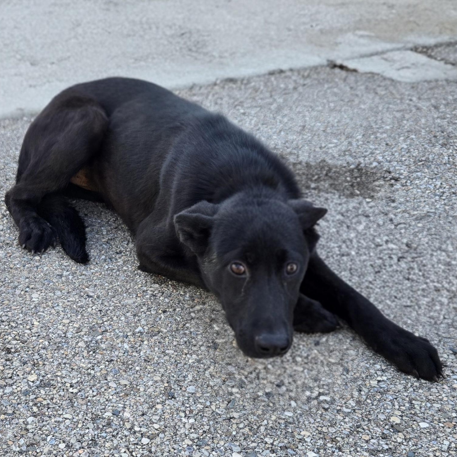 Enlarge Tilly, an adopted German Shepherd Dog in Xenia , OH image 2/6