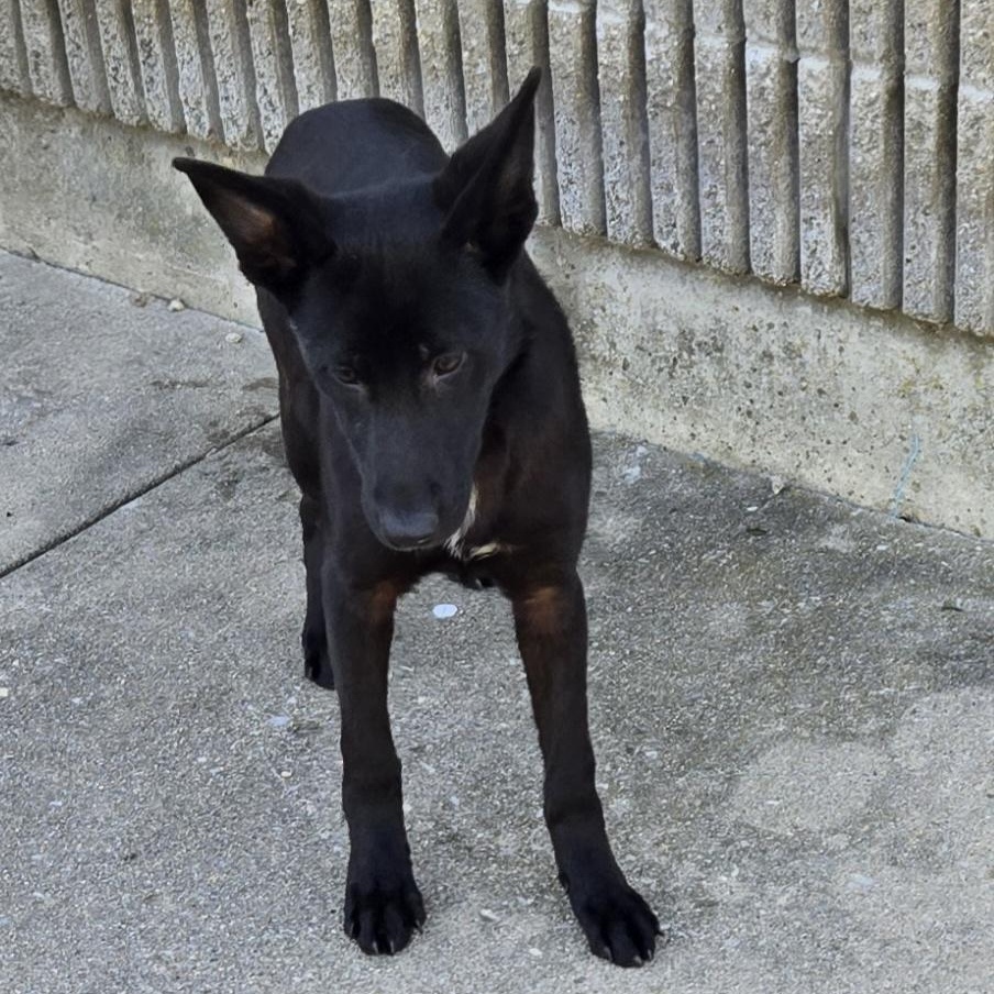 Enlarge Tilly, an adopted German Shepherd Dog in Xenia , OH image 3/6