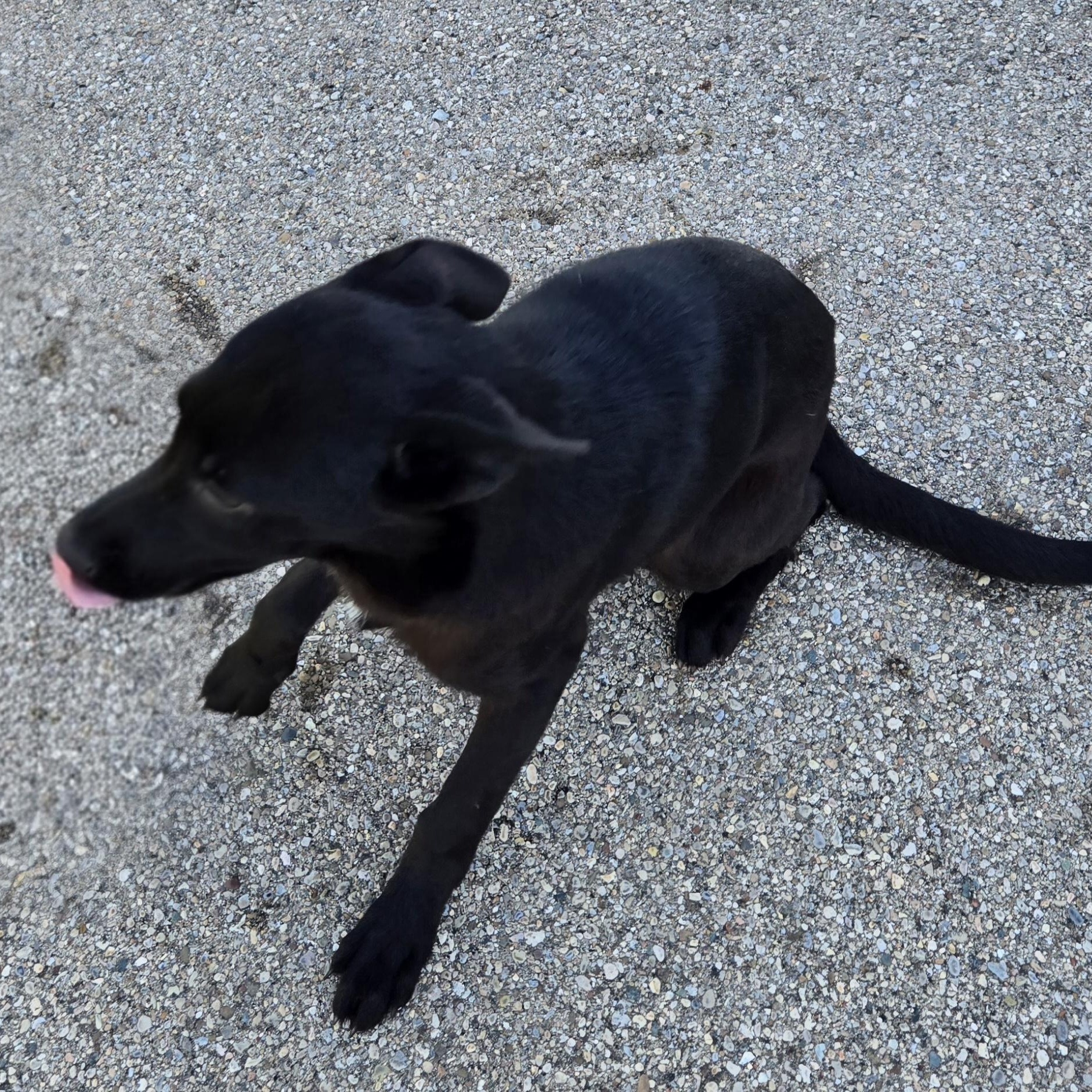 Enlarge Tilly, an adopted German Shepherd Dog in Xenia , OH image 6/6