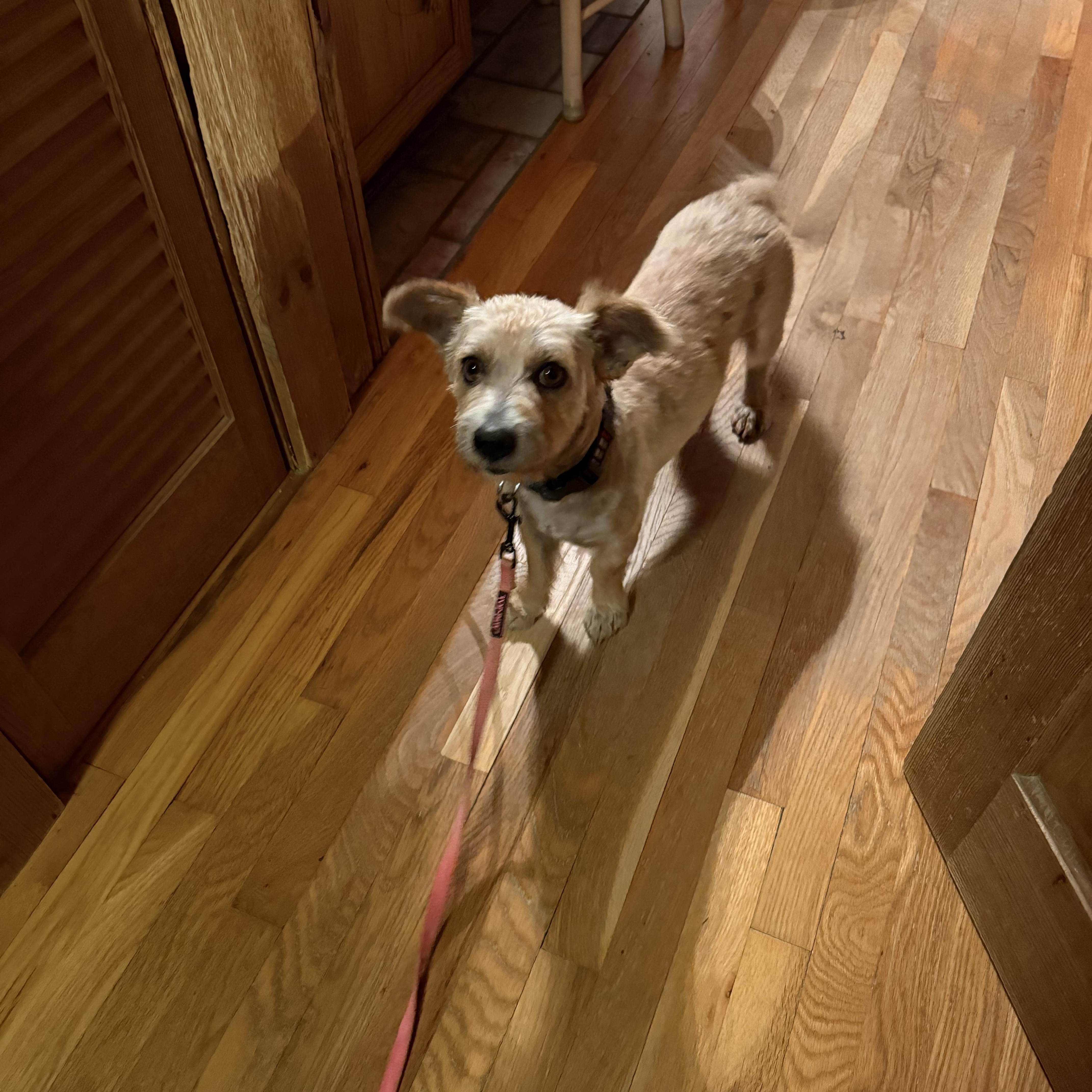 Odie, ADOPTABLE, Adult Male Mixed Breed.