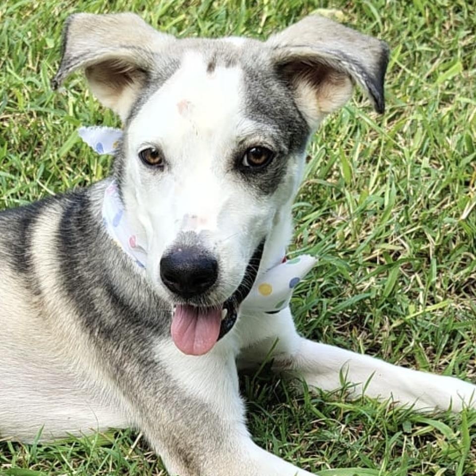 Enlarge Aiko, a Adoptable mixed breed in Warren, NJ image 1/1