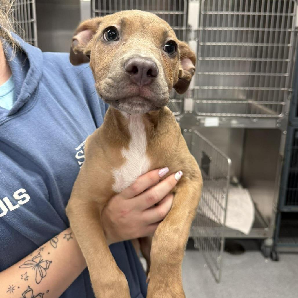 Enlarge Piranha, a Adoptable mixed breed in Martinsville, VA image 1/1