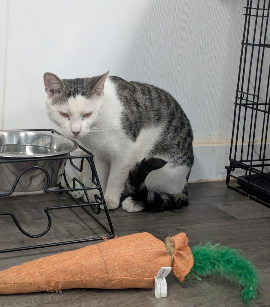 Walt, a Adoptable mixed breed in Meriden, CT image 2/3