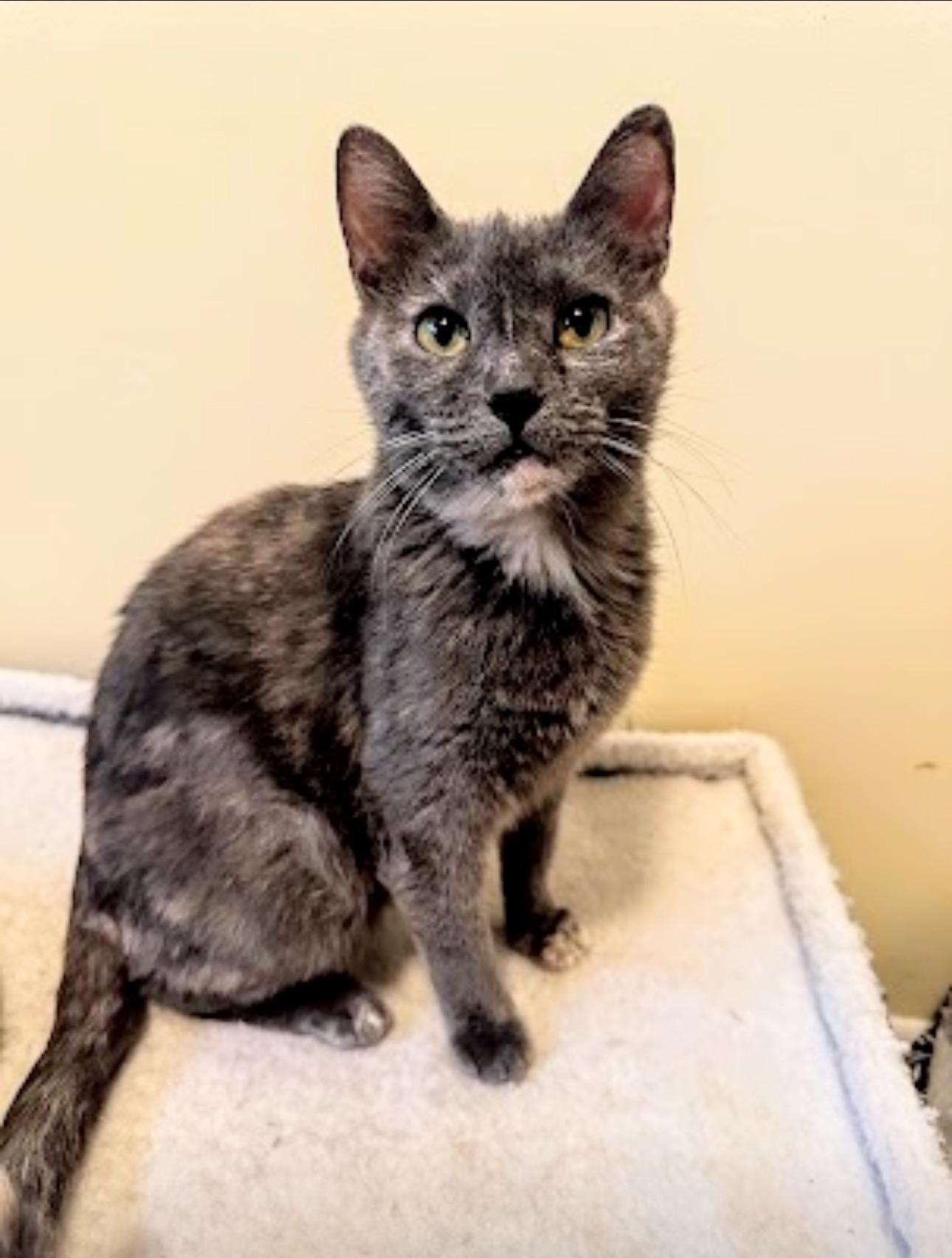 Twyla, adopted, Adult Female Dilute Calico.