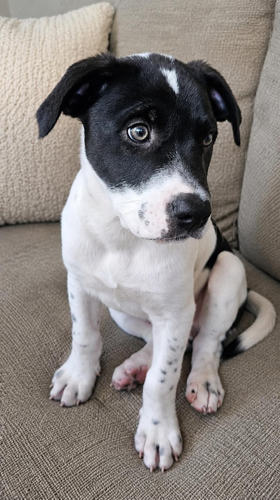 Enlarge T.I., a ADOPTABLE mixed breed in Inverness, FL image 4/5