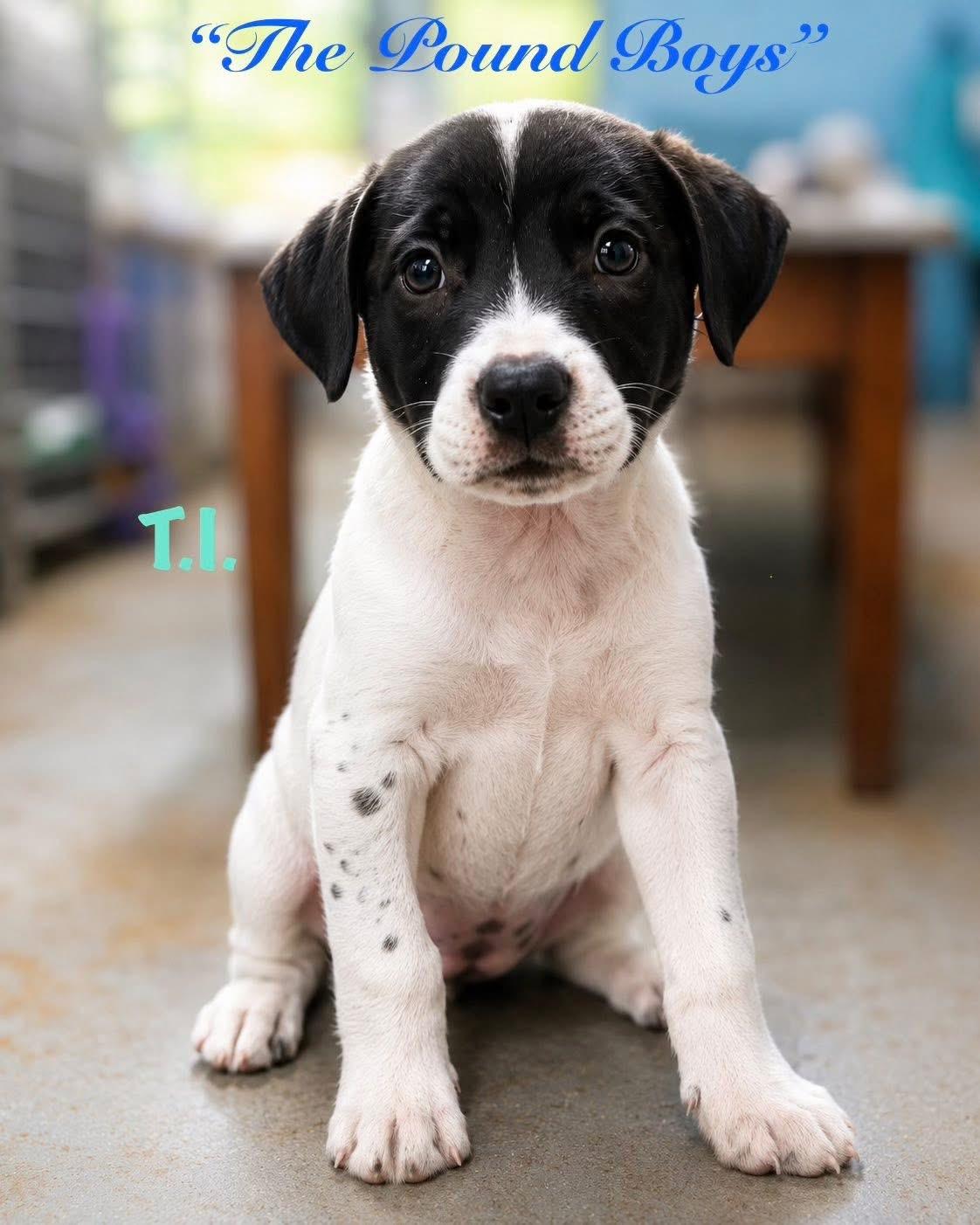 Enlarge T.I., a ADOPTABLE mixed breed in Inverness, FL image 5/5