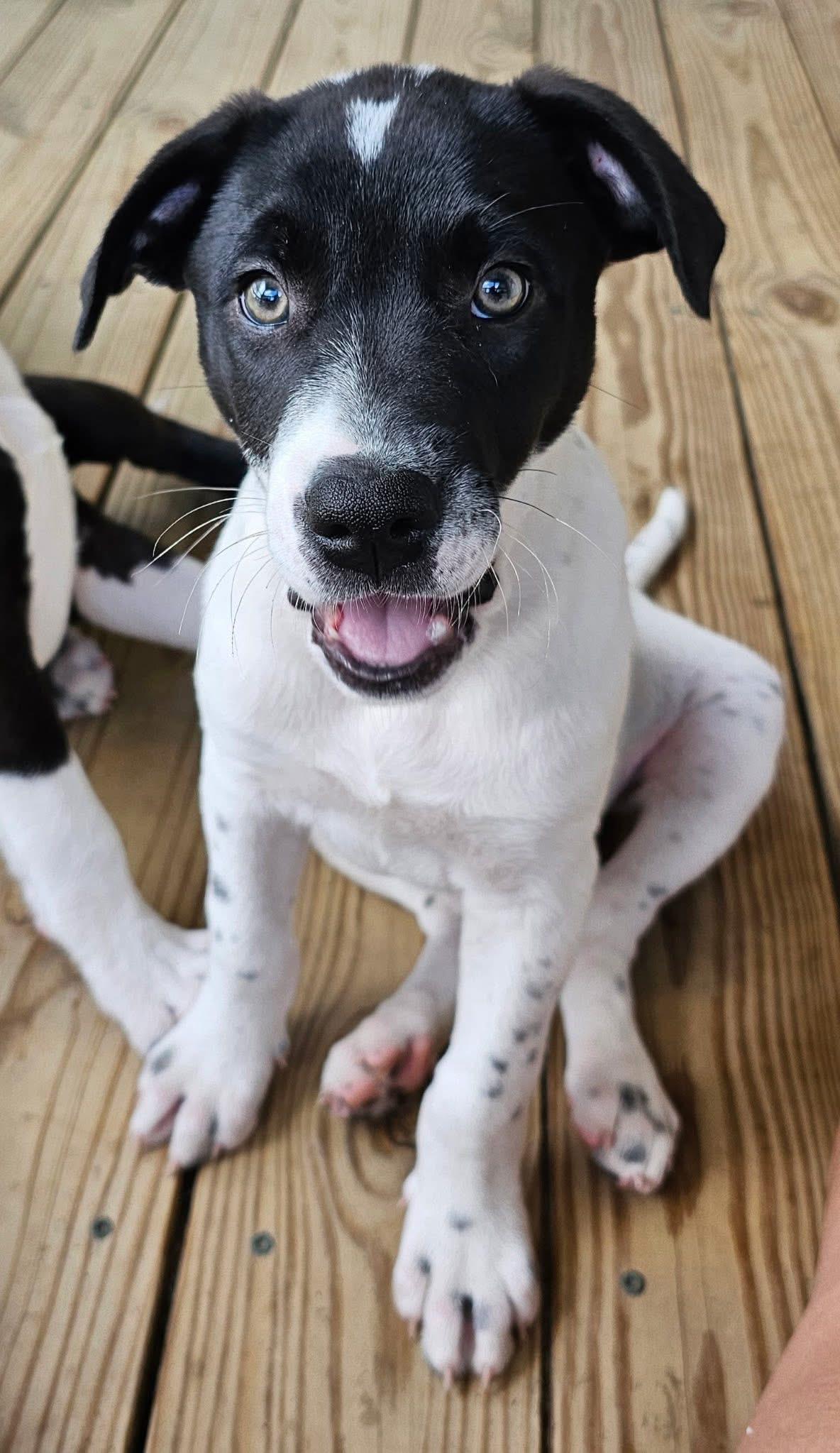 Enlarge T.I., a ADOPTABLE mixed breed in Inverness, FL image 2/5