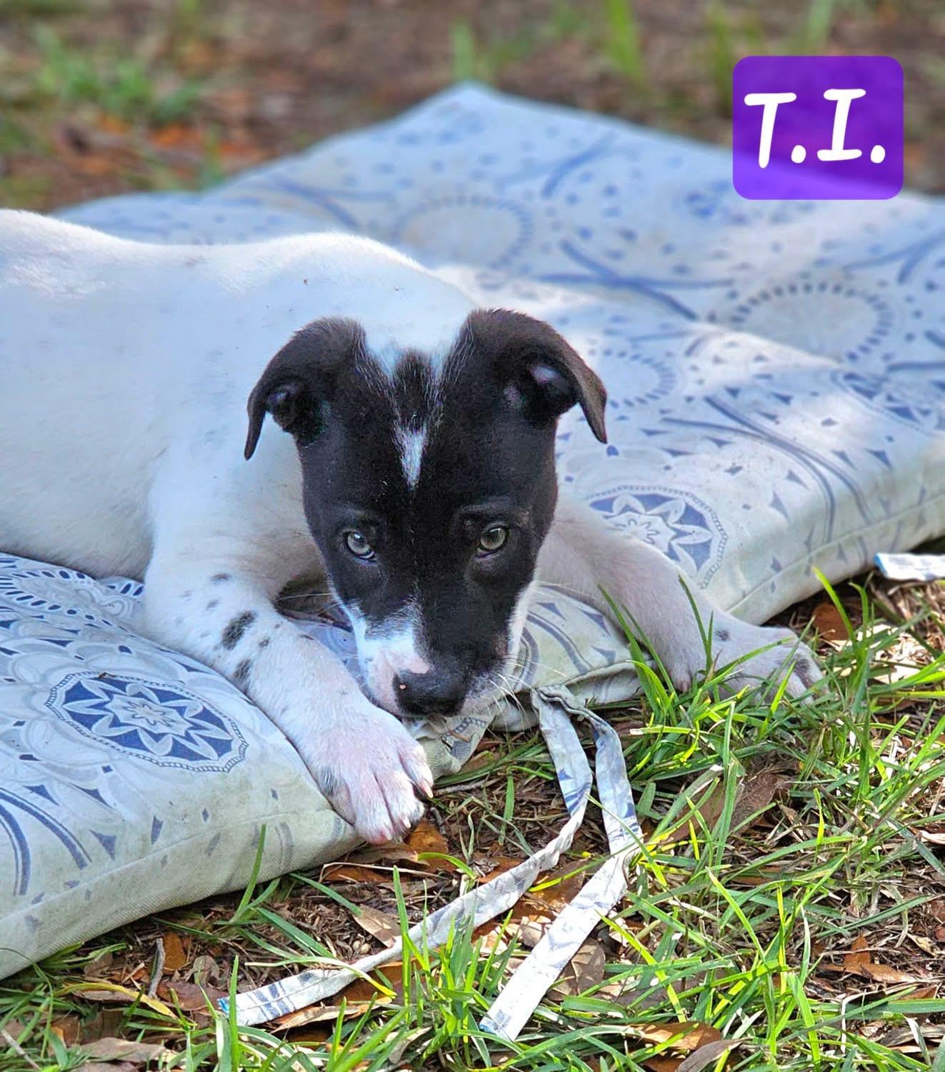 Enlarge T.I., a ADOPTABLE mixed breed in Inverness, FL image 3/5