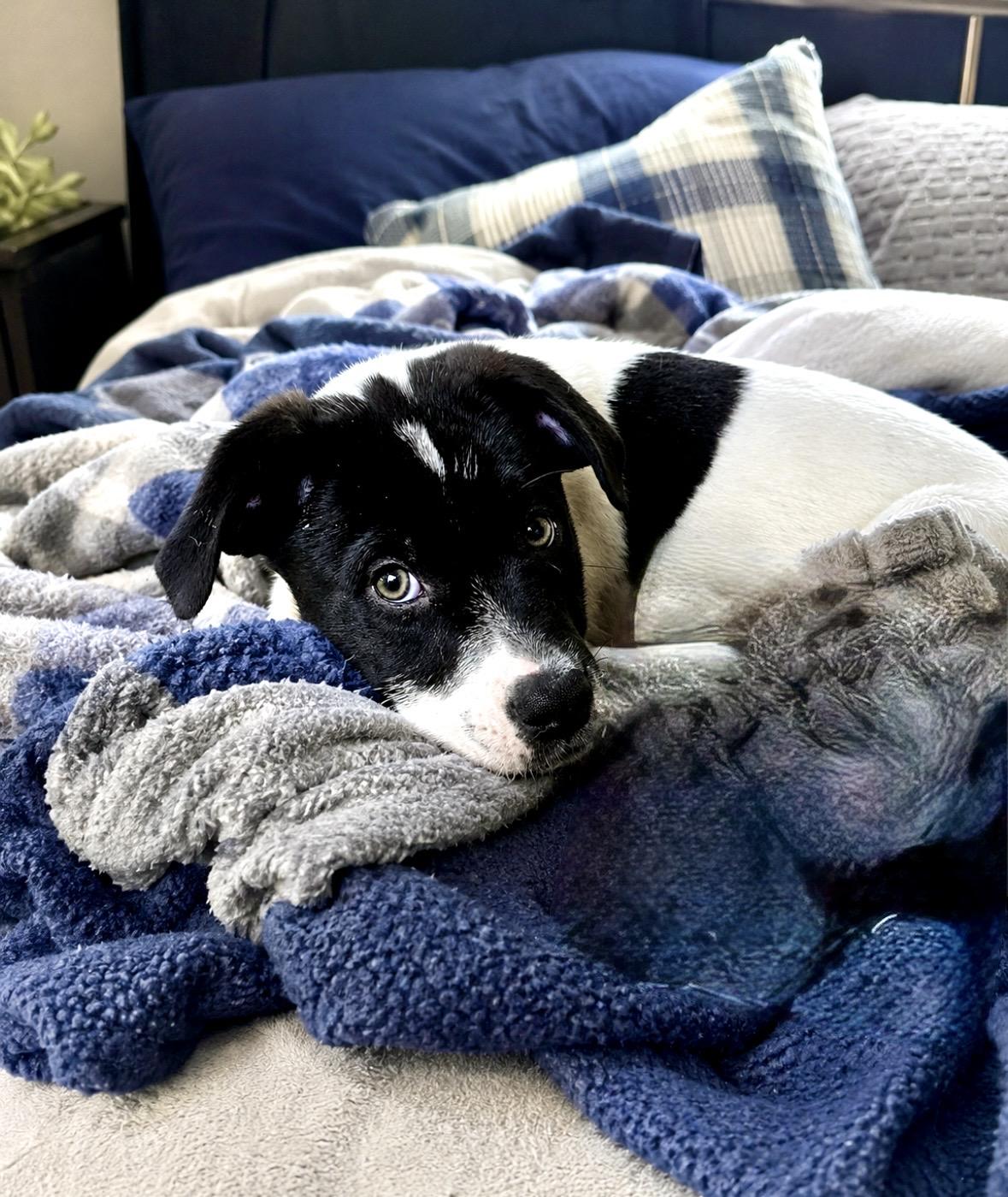 Enlarge T.I., a ADOPTABLE mixed breed in Inverness, FL image 1/5