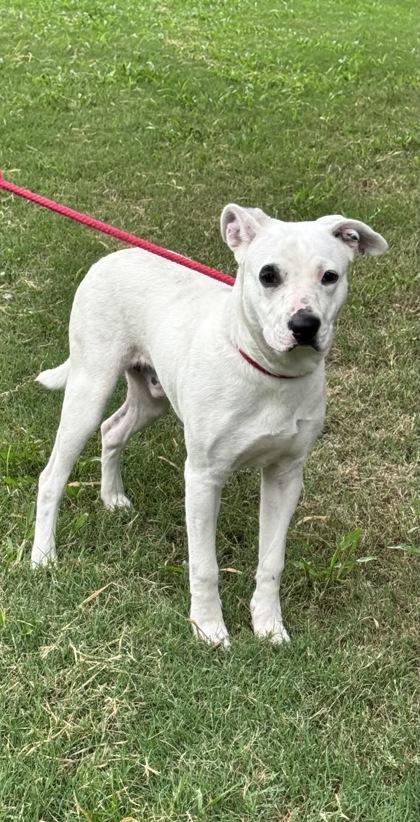 Enlarge snowball, a Adoptable mixed breed in Moultrie, GA image 1/1