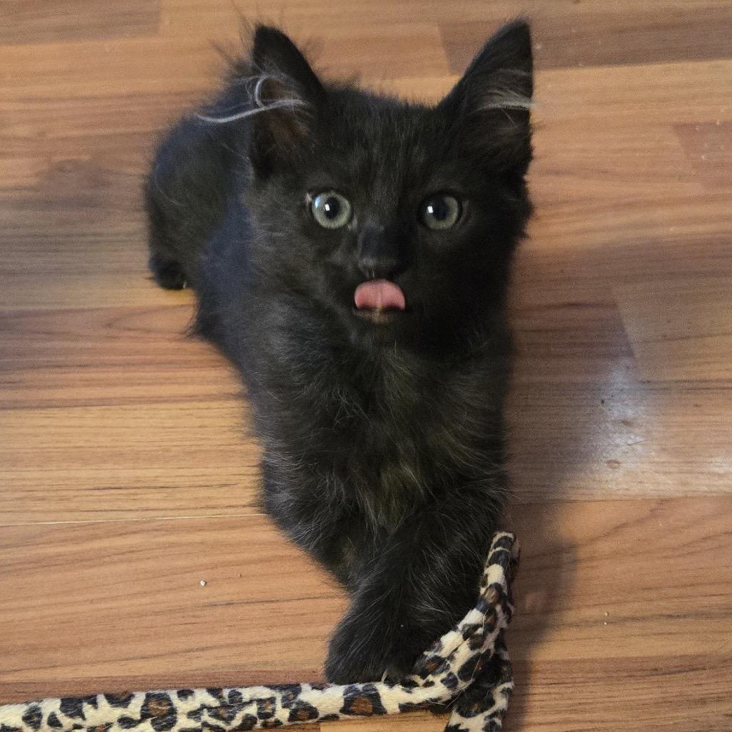 Jynx, Adoptable, Kitten Female Domestic Short Hair & Manx.