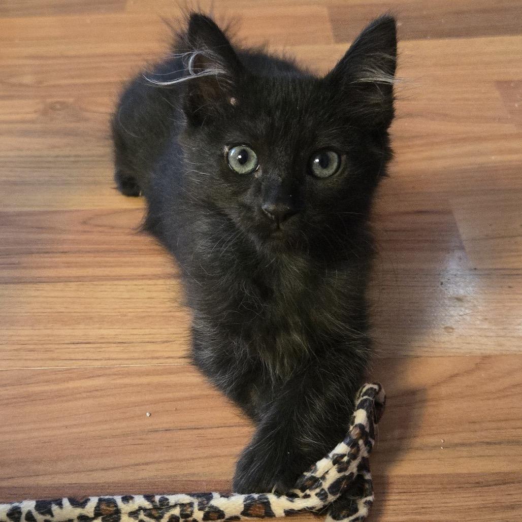 Enlarge Jynx, a Adoptable mixed breed in Orangevale, CA image 1/6