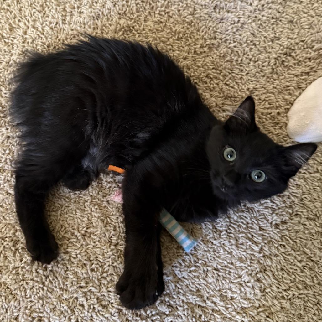 Enlarge Jynx, a Adoptable mixed breed in Orangevale, CA image 2/6