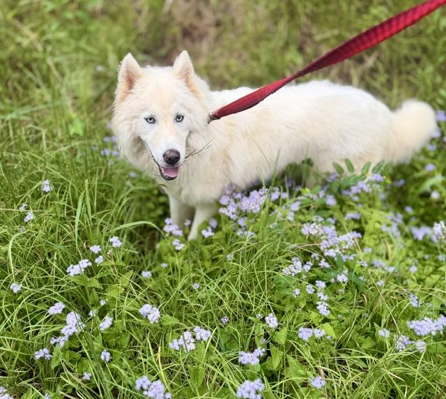Enlarge Yuki, a Adopted Siberian Husky in Cumming, GA image 2/3